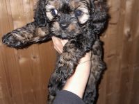 Cavapoo cavalier king charles Spaniel welpen Pudel