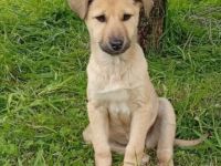 Welpengeschwister Solea und Melia / weiblich / derzeit noch in Griechenland