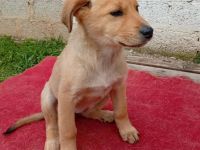 Welpe Melia / weiblich / derzeit noch in Griechenland