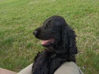 Cocker spaniel