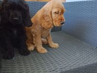 Cocker spaniel welpen