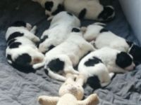 Herdenschutzhund Welpen