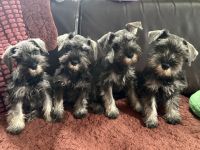 Zwergschnauzer pfeffer-Salz