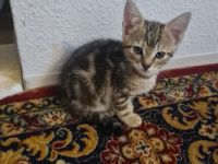 Zwei wunderschöne Katzen suchen ihr neues zu Hause