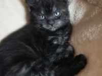 Süße Maine-Coon-Mix Kitten (Tabby Classic) suchen ein Zuhause!