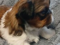 Shih Tzu welpen