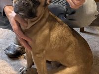 Französische Bulldogge Klausi