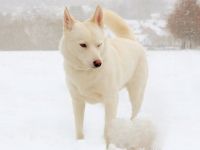 NORDIC DREAM – Wurfankündigung Pomsky Welpen