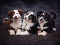 Miniature Australian Shepherd Welpen mit Papieren