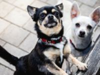 Füri & Dobby Chi: Wir möchten zusammen bleiben.