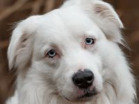 Mylino DRINGENDER NOTFALL