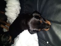 Zwe4gpinscher