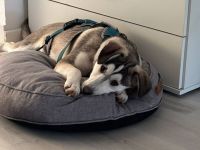 Aristo, hübscher Husky Mix Rüde