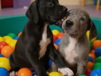 Deutsche Doggen Welpen