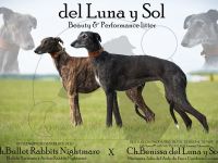 Galgo Espanol Welpen