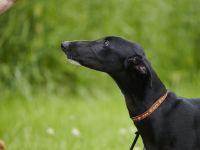 Galgo Espanol Welpen