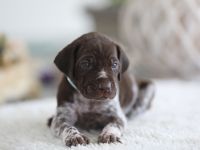 Deutsch Kurzhaar Welpen aus liebevoller Aufzucht mit Papieren