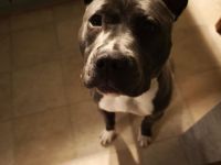 Junge Hunde Dame abzugeben