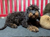 Liebe Cockapoo/Cockerpoo Welpen