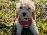 Liebe Cockapoo,Cockerpoo,Cockerdoodle Welpen