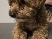 Welpenankündigung Maltipoo