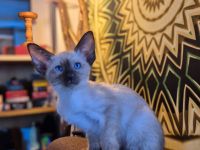 Wunderschöne Orientalisch Kurzhaar Kitten OKH, Havana & Chocolate Point