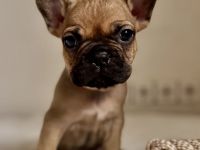 Französische Bulldogge Welpen mit Ahnentafeln