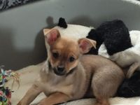 Süße Welpen suchen einen lieben zu Hause