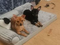 Süße Welpen suchen einen lieben zu Hause