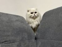 Katze abzugeben