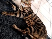 Erlando Prachtvoller Bengal Deckkater