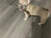 männlicher Französischer Bulldogge