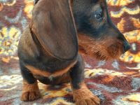 Rauhaardackel 4 Monate alter männlicher Hund