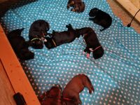 Labrador - Boxer Mischlingswelpen (Boxador)