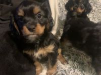 Yorkshire-Cavalier mix