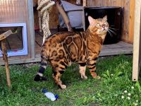Bengal Kater abzugeben: 4 Jahre, brown rosetted, bewährter Decker