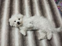 Malteser Bichon Welpe Weibchen Sucht ein Neues zuhause.