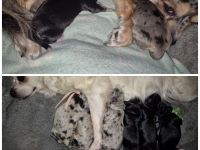 Wunderschöne Chihuahua Welpen