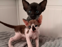 Süsse sphinx baby Katzen Jungs