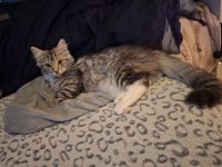 Norwegische Waldkatze kitten abzugeben