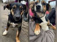 Bolka und Lolka, Mischlinge, geb. 2024, su. aktive Menschen, dürfen auch einzeln ausziehen