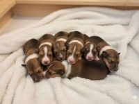 Collie Welpen Langhaar Amerikanische Linien