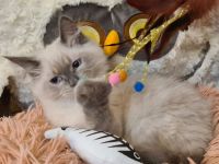 Neva Masquarade Kater blue point Sibirischer Kater mit Stammbaum