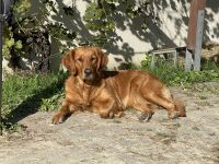 Wurfankündigung (dark) Golden Retriever Welpen