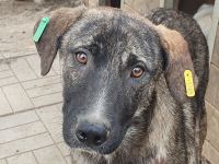 Freddy, ruhiger, safter Junghund, der gerne in ein Zuhause in ruhiger Umgebung zieht, 2 J, 54 cm