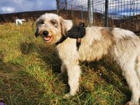 Liebenswertes Fellknäuel Anora sucht Familienanschluss