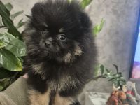 Reinrassige Pomeranian Zwergspitz Welpen