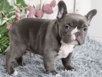 Wunderschöne Französische Bulldoggen Welpen