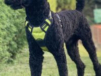 Deckrüde – Schwarzer Großpudel, 56 cm, fast 2 Jahre