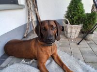 Wurfankündigung BGS